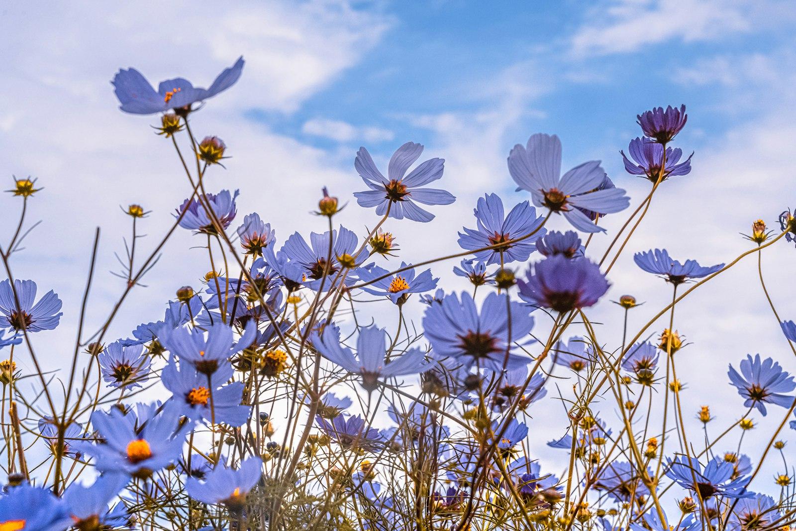White And Pink Flowers Under Blue Sky During jigsaw puzzle preview