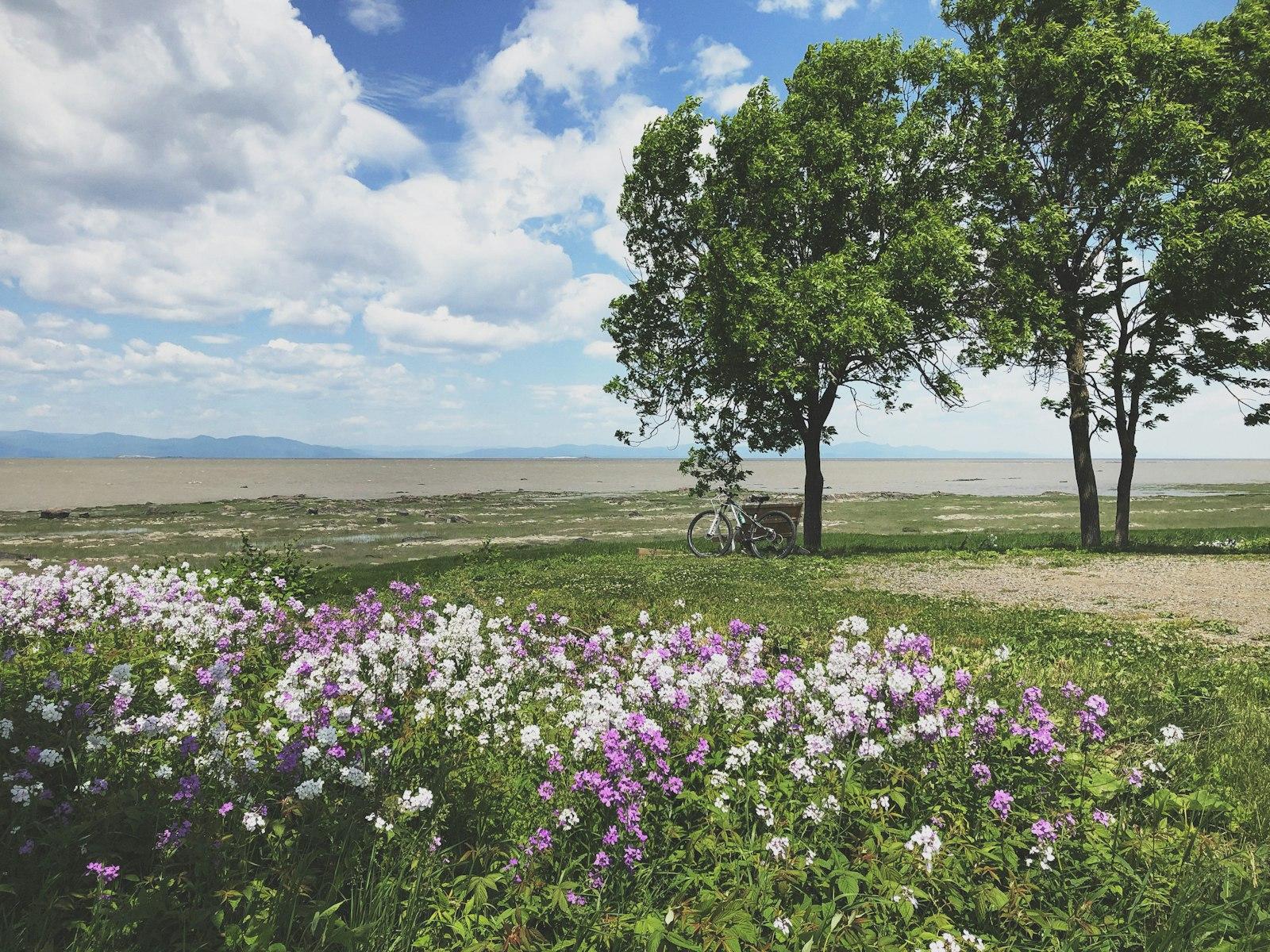 White And Purple Flower Field Under White And Blue jigsaw puzzle preview