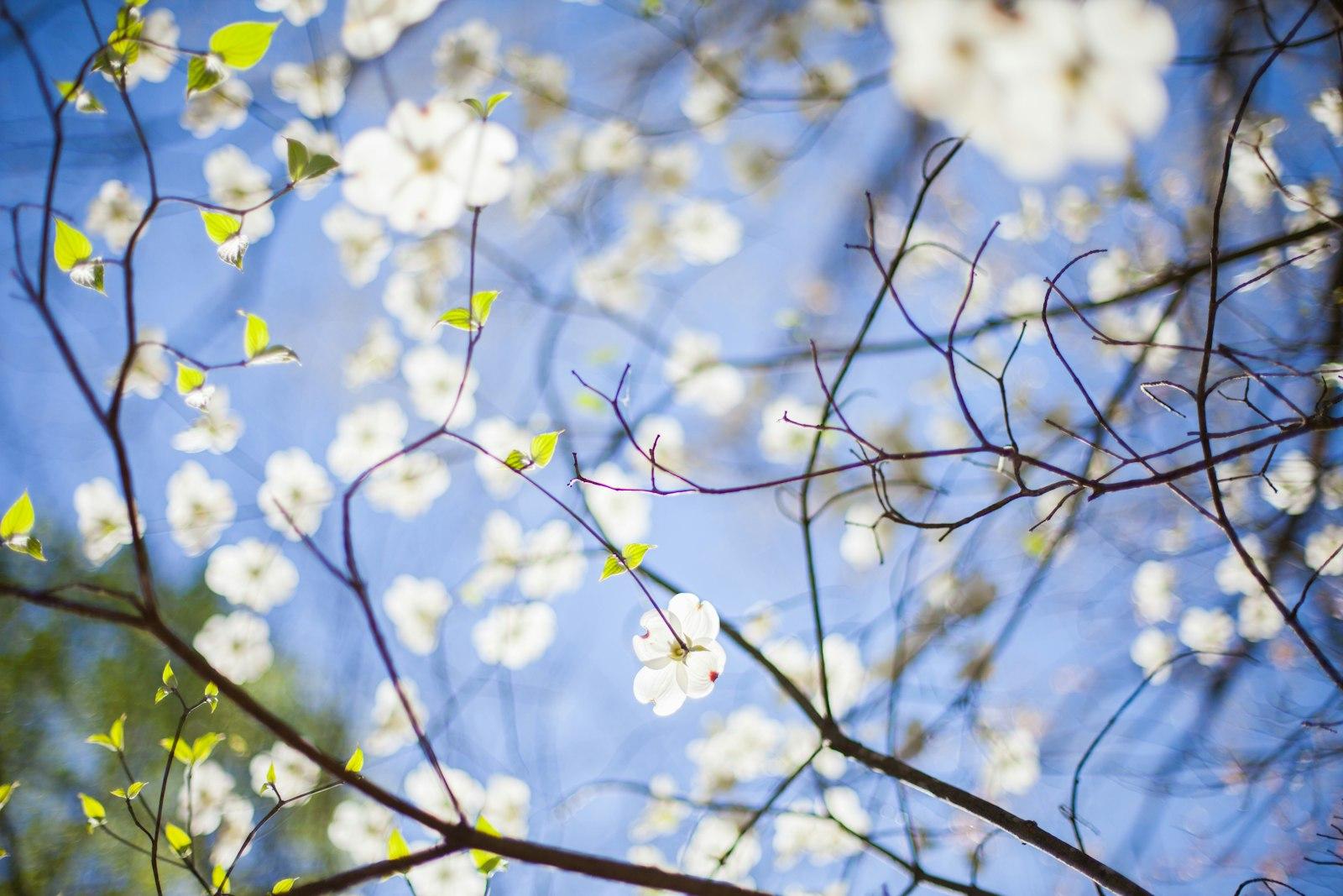 White-Blossom-Raleigh jigsaw puzzle preview