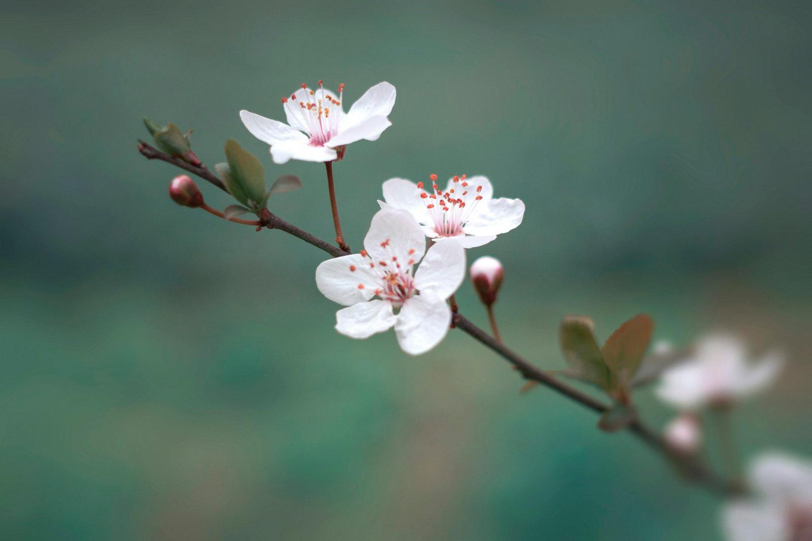White Cherry Blossom In Bloom During Daytime jigsaw puzzle preview