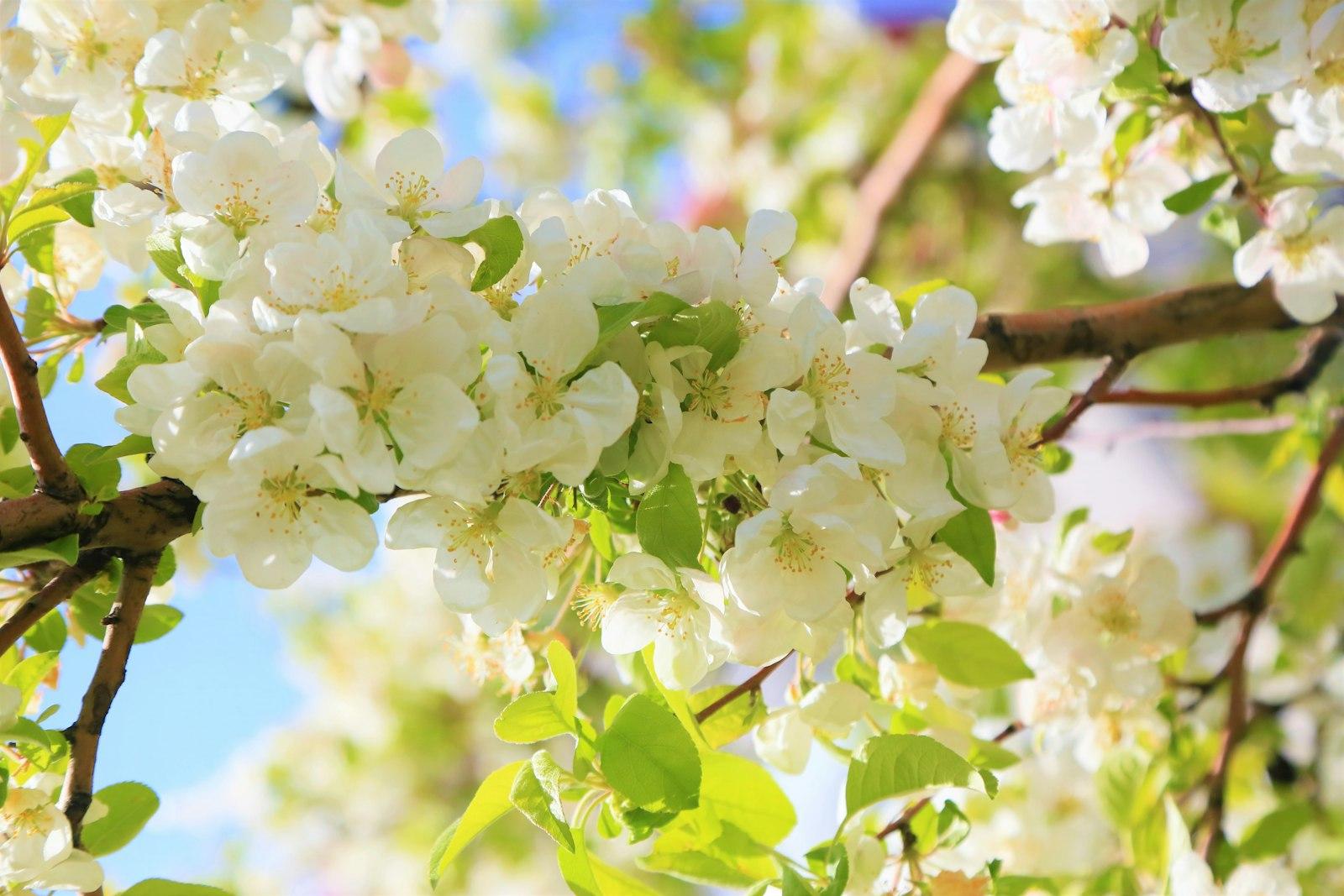 White Cherry Blossom In Close Up Photography jigsaw puzzle preview