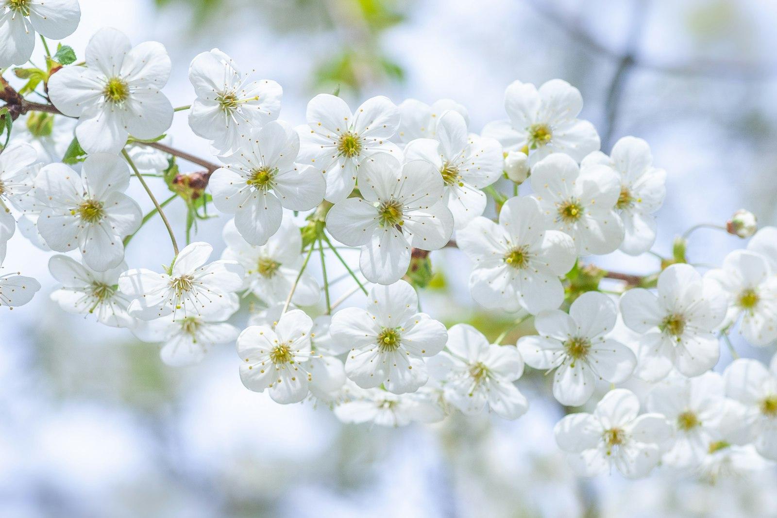 White Cherry Blossom jigsaw puzzle preview