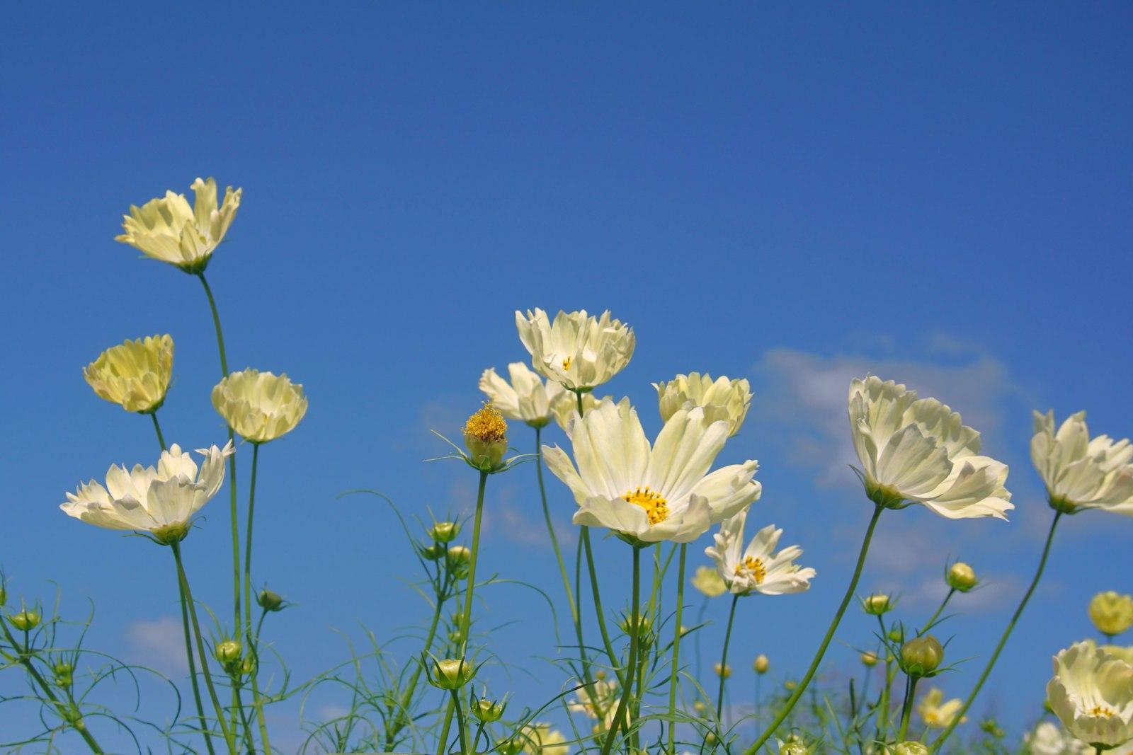 White Cosmos Flowers Bloom Under The Blue jigsaw puzzle preview