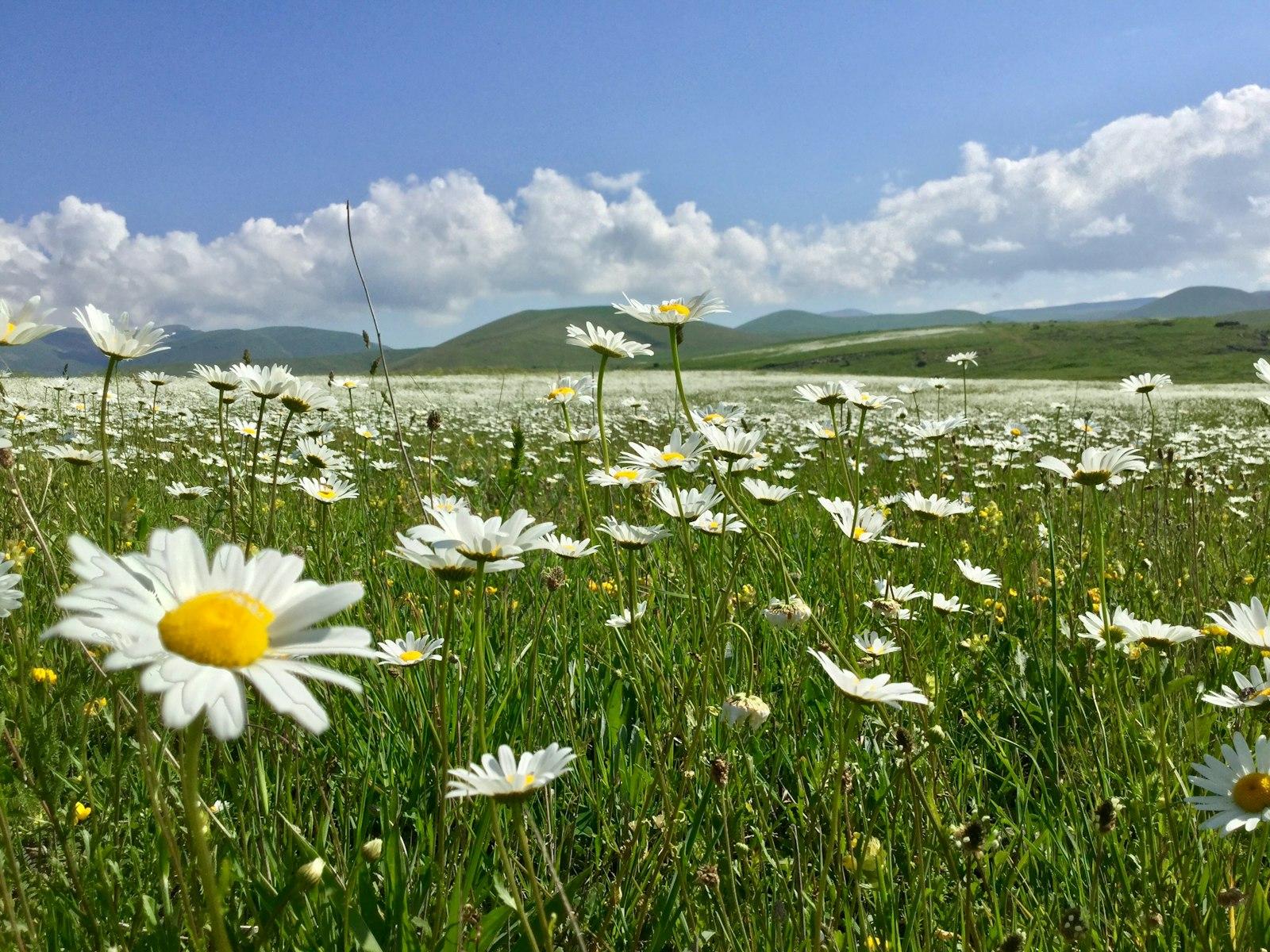 White Daisy Flowers On Green Grass Field Under Blu jigsaw puzzle preview