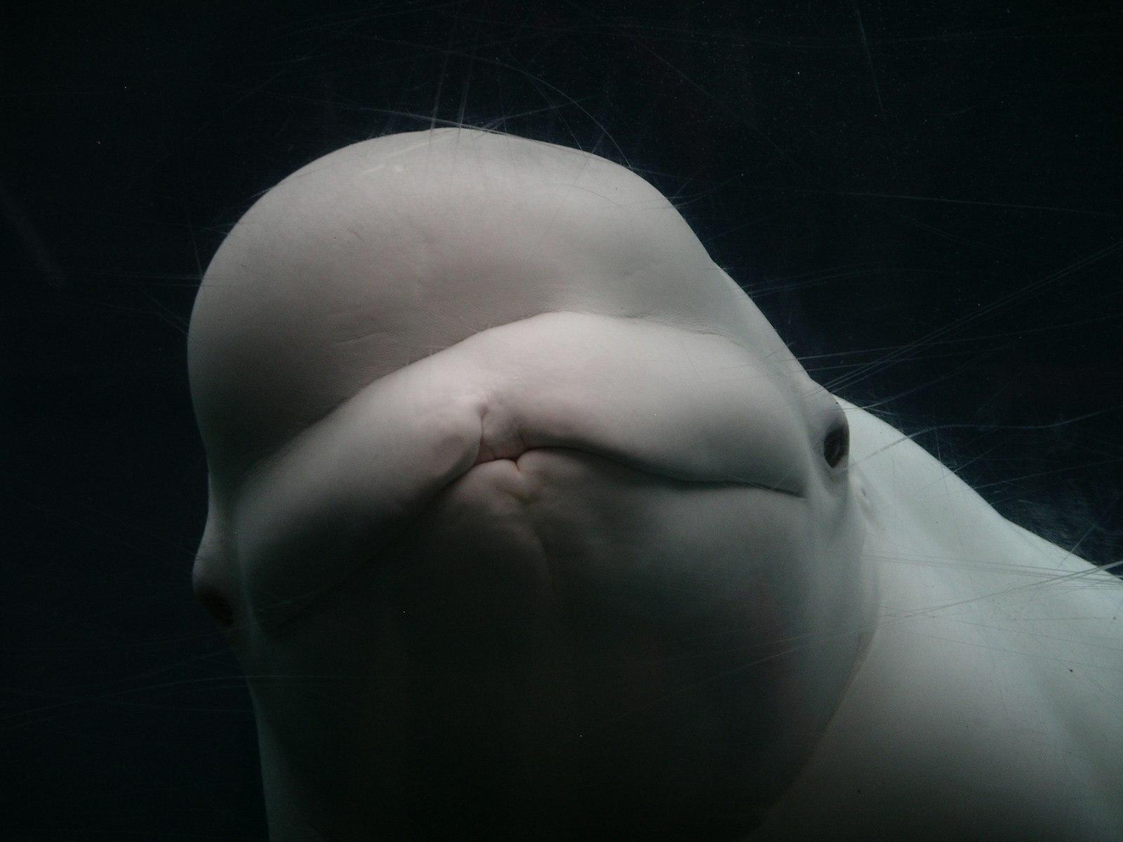 White Fish In Close-Up Photo jigsaw puzzle preview