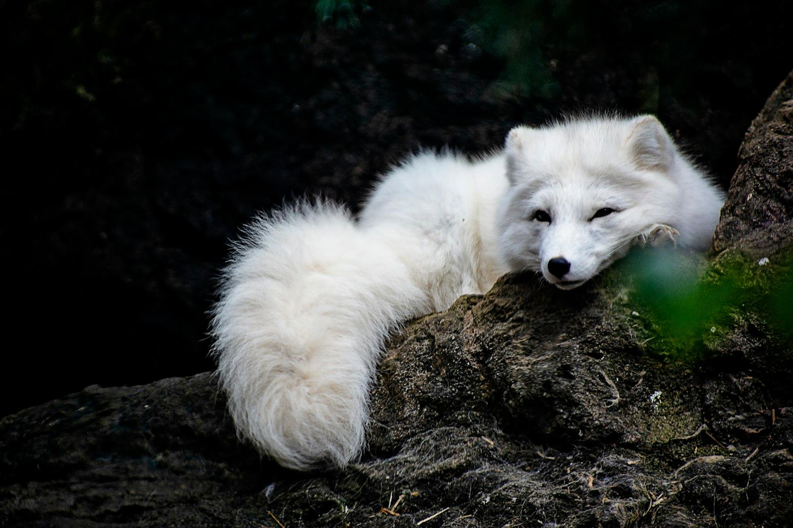White Fox Lying On Ground jigsaw puzzle preview