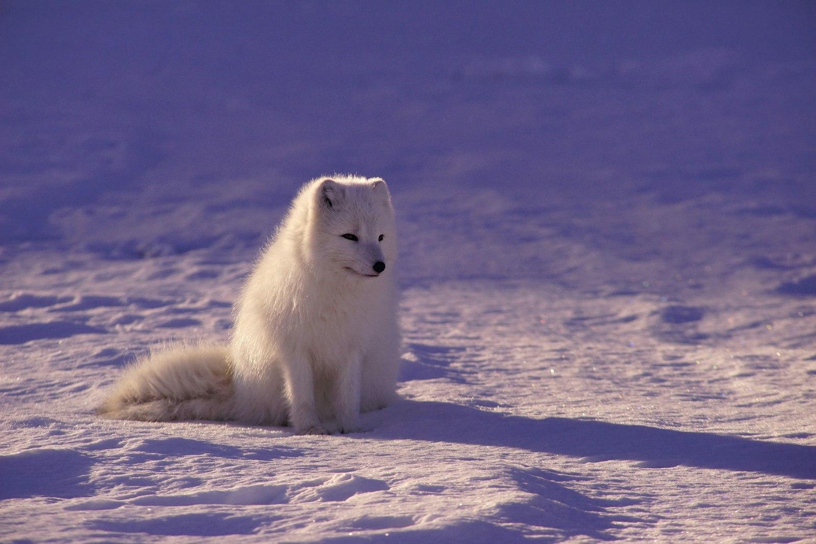 White Fox Sitting On Snow During Daytime jigsaw puzzle preview