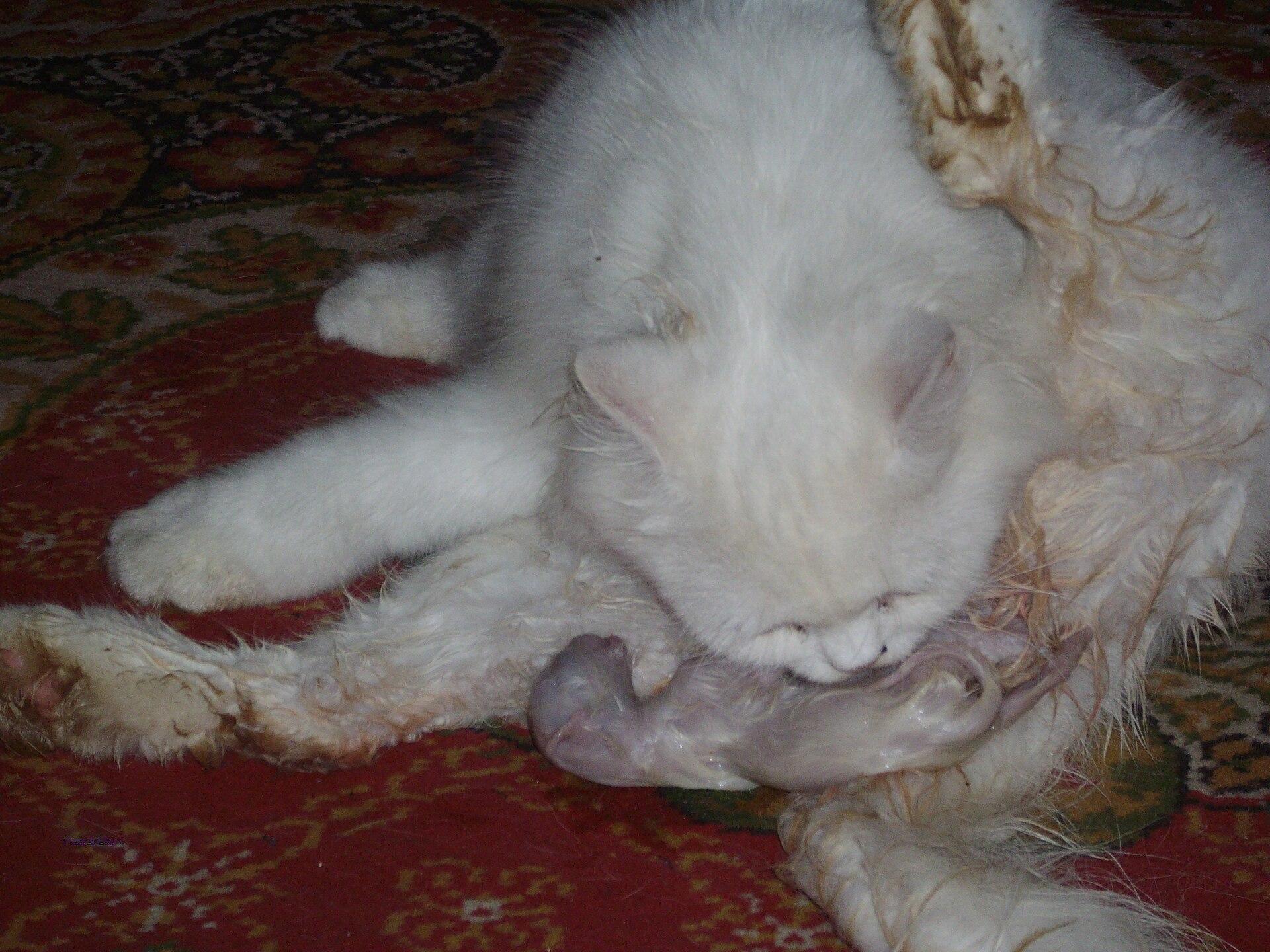 White Persian Cat jigsaw puzzle preview