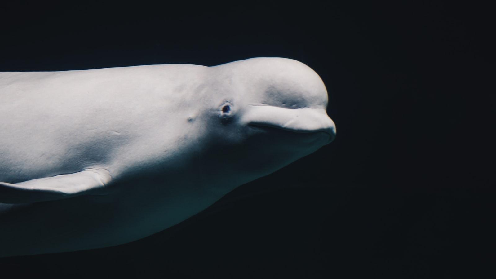 White Underwater Animal jigsaw puzzle preview