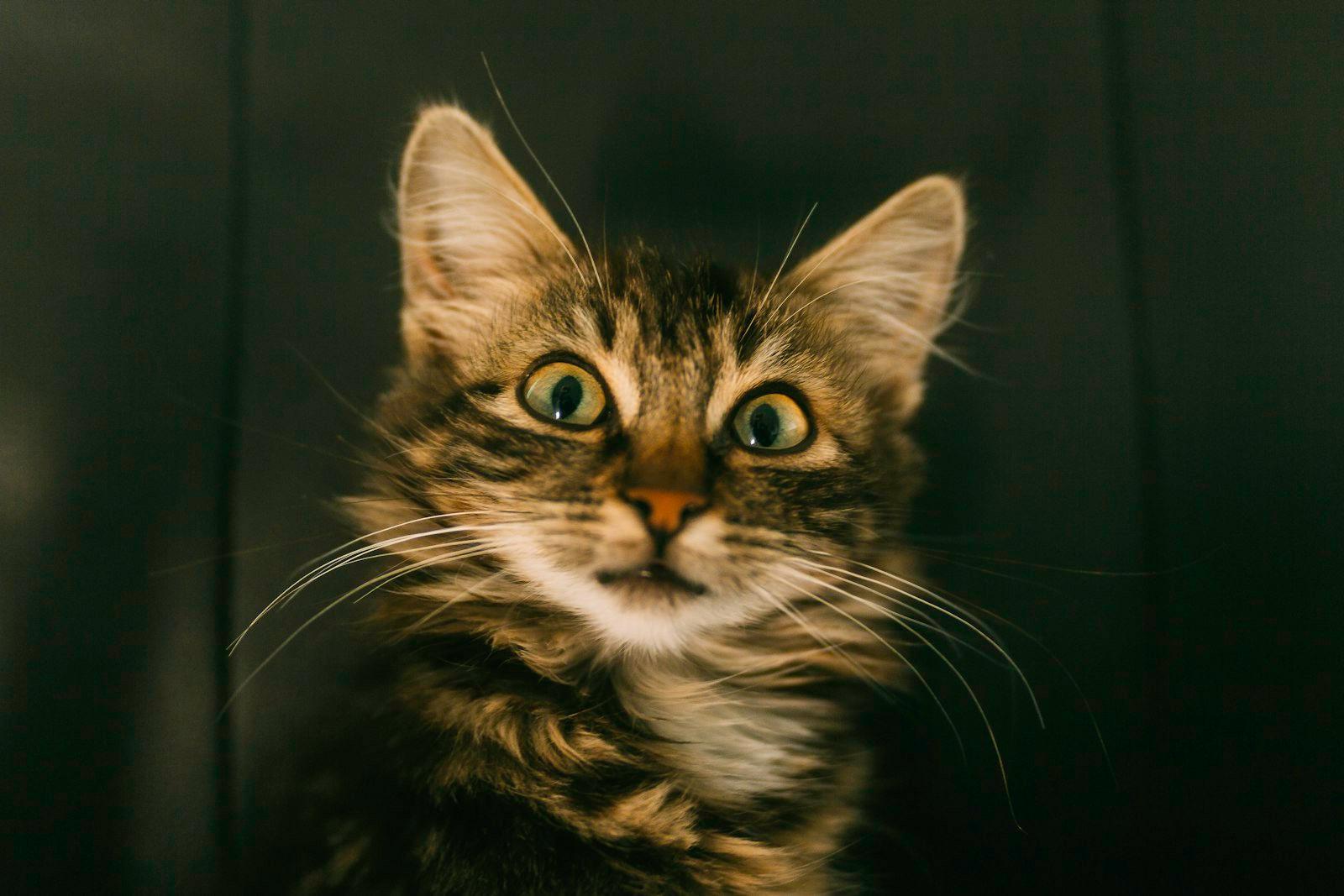 Who’S My KITTY! jigsaw puzzle preview