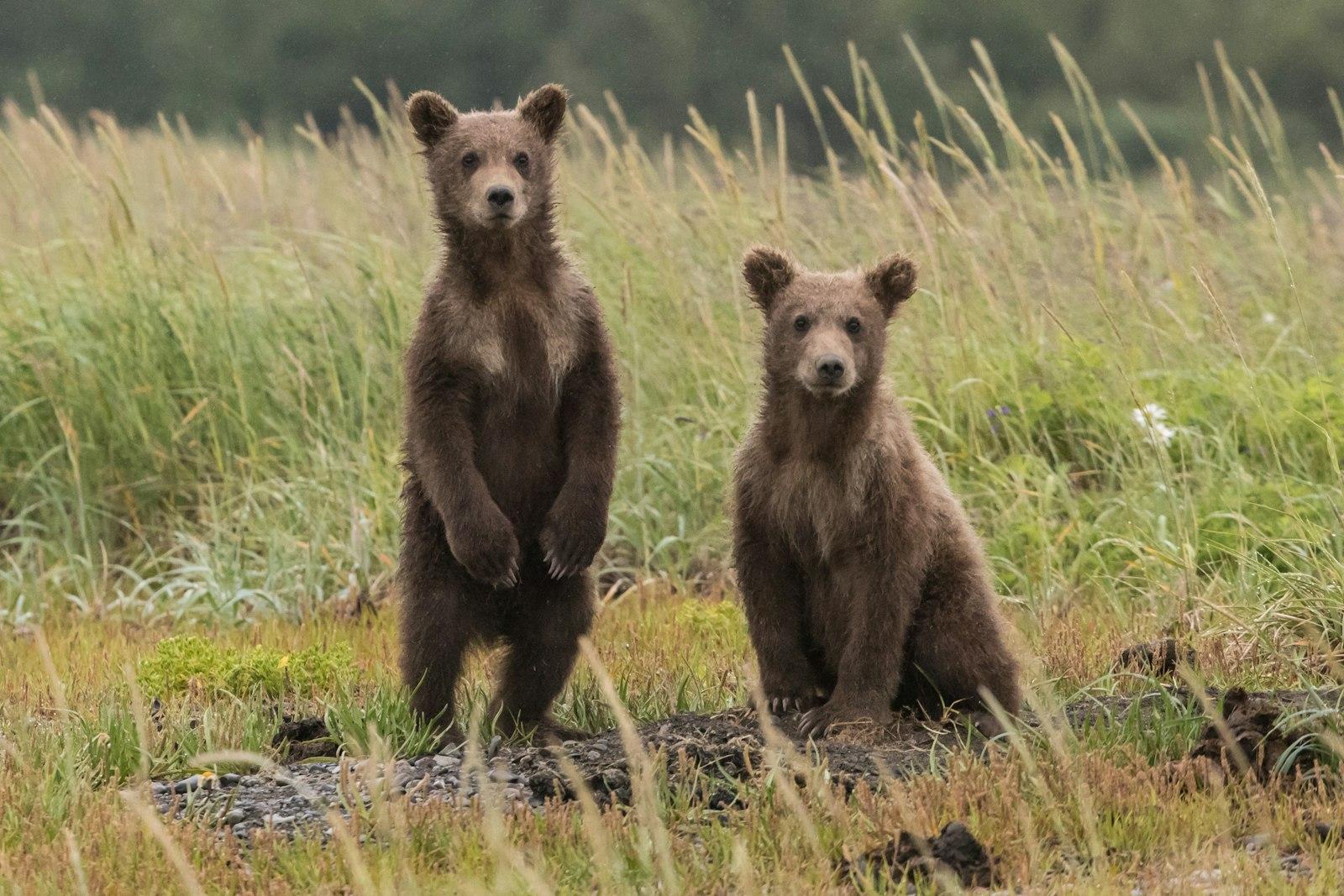 Wild jigsaw puzzle preview