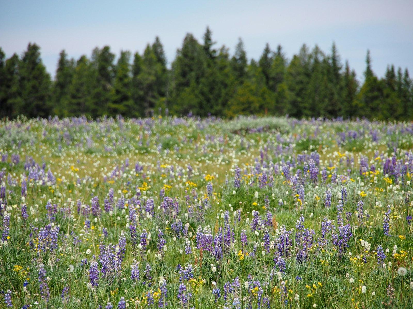 Wild Flowers. Field jigsaw puzzle preview