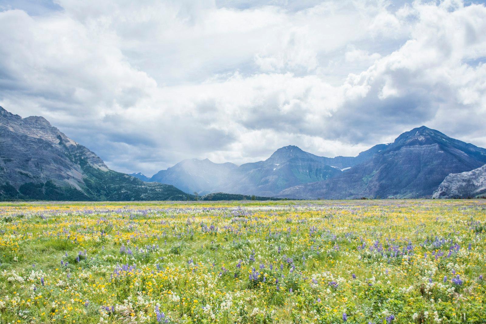 Wildflower Fields jigsaw puzzle preview