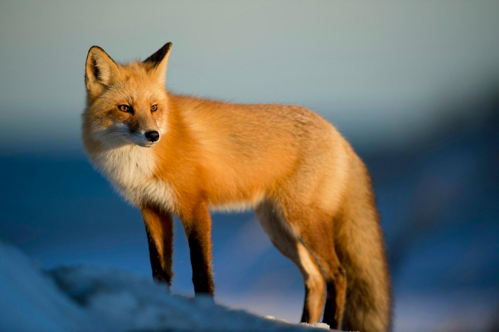 Wildlife In Winter jigsaw puzzle preview