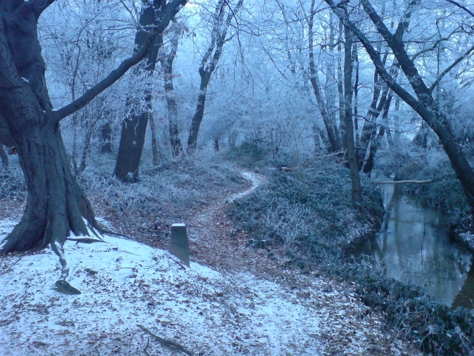 Winter Forest Path jigsaw puzzle preview