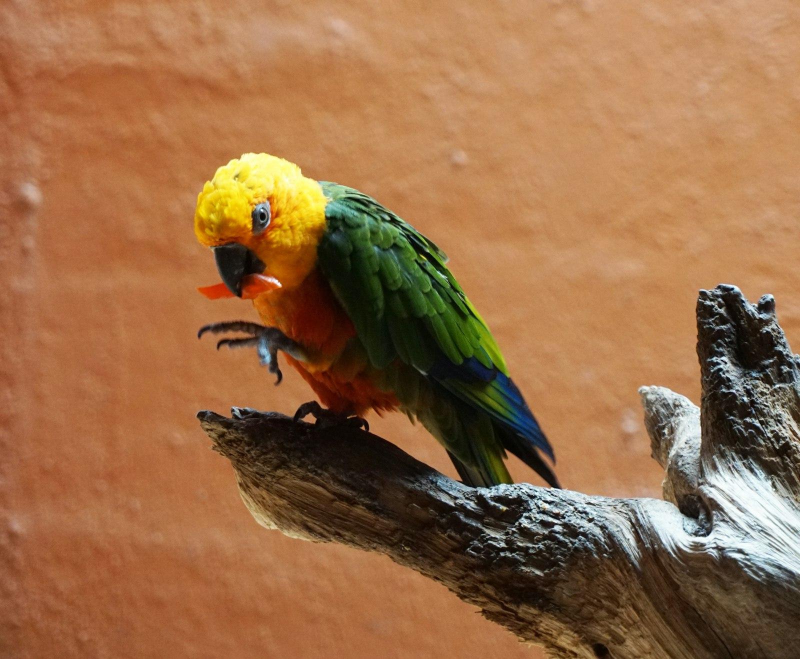 Yellow And Green Parrot jigsaw puzzle preview