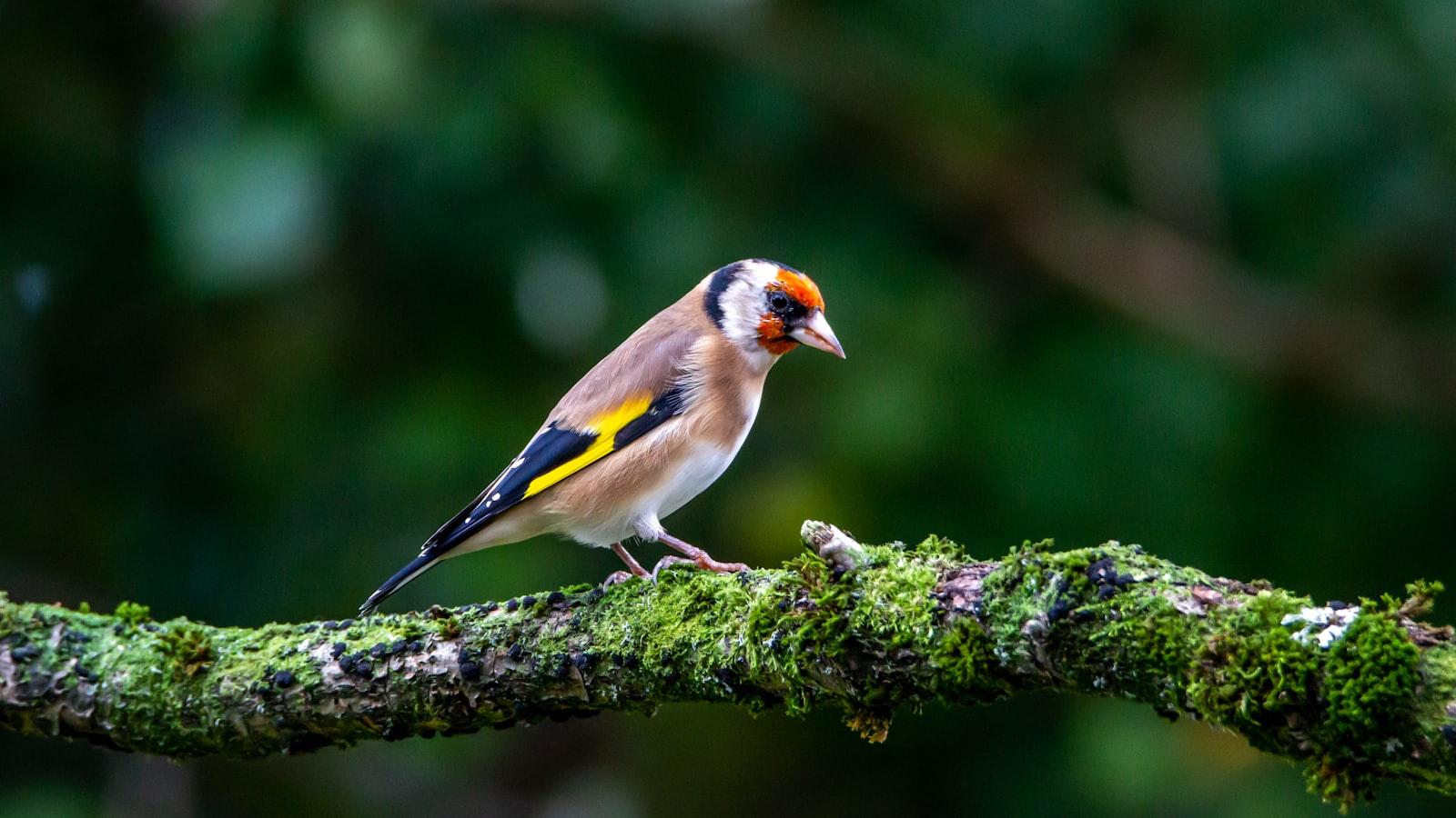 Yellow Black And White Bird On Tree Branch jigsaw puzzle preview