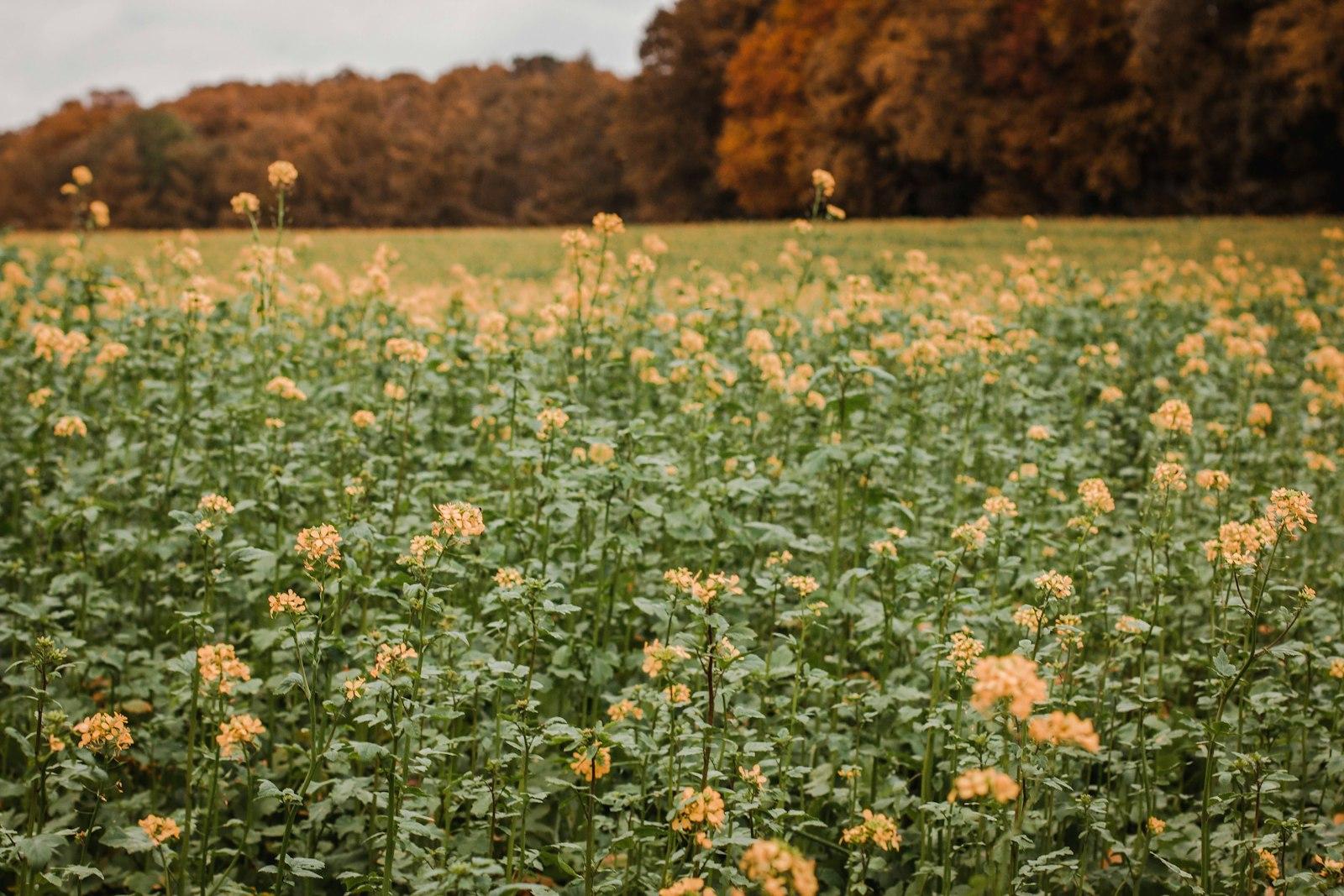 Yellow Flower Field During Daytime jigsaw puzzle preview