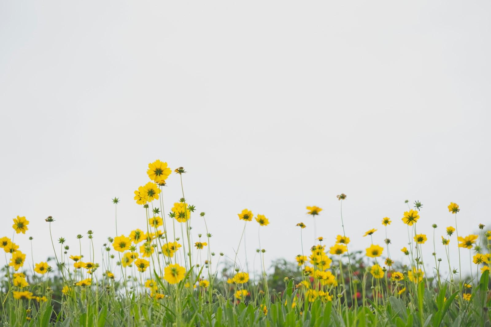 Yellow Flower Field During Daytime jigsaw puzzle preview