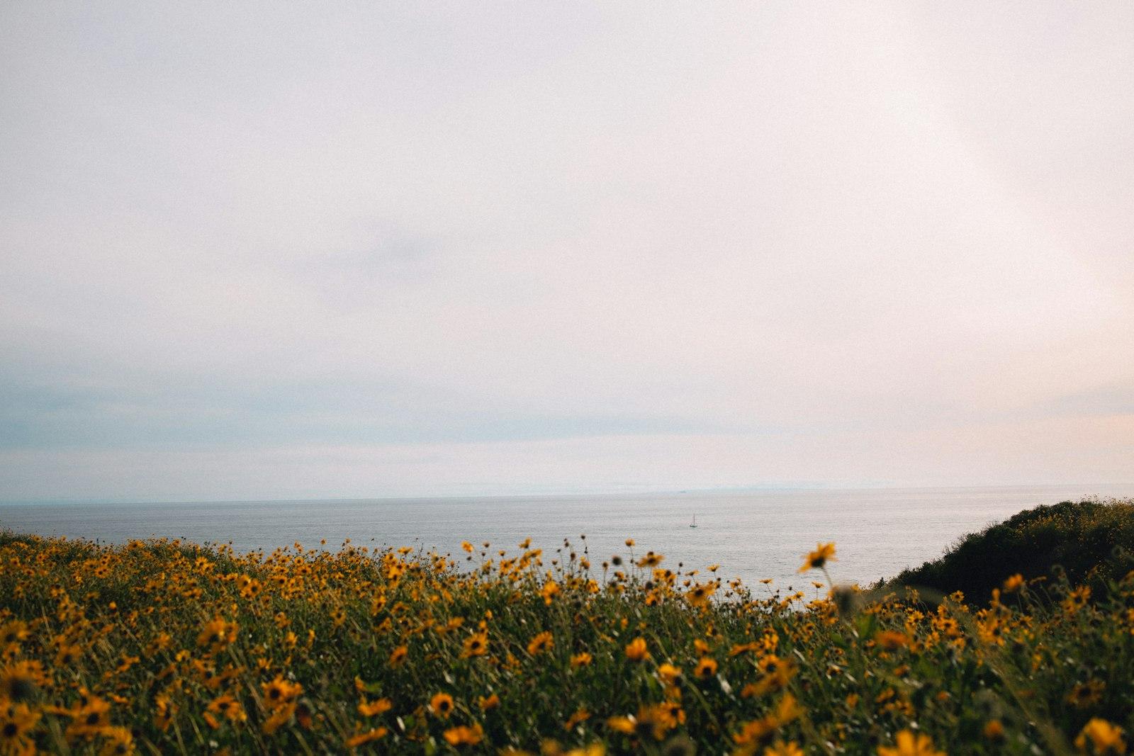 Yellow Flower Field Near Sea During Daytime jigsaw puzzle preview