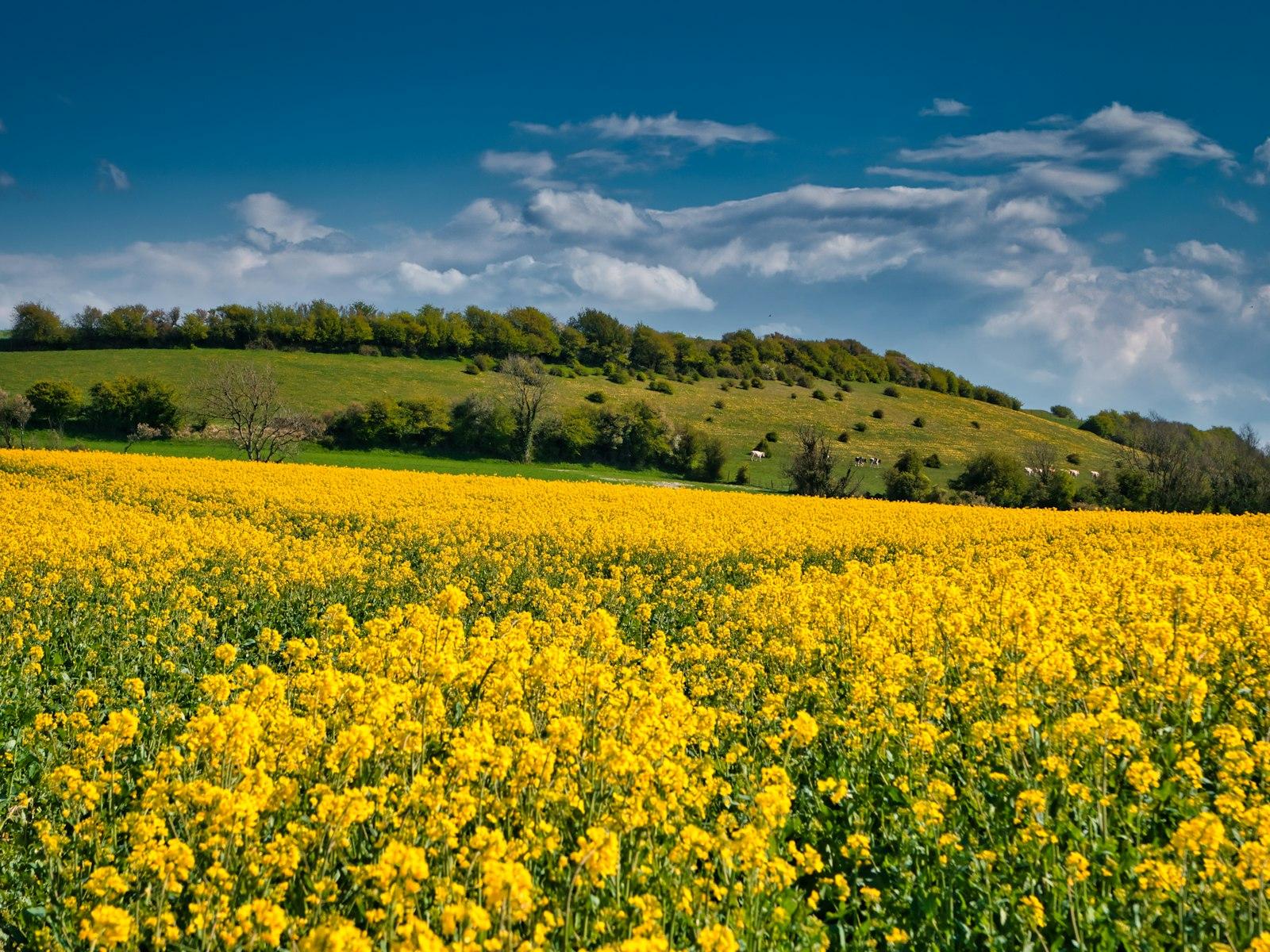 Yellow Flower Field Under Blue Sky During Daytime jigsaw puzzle preview