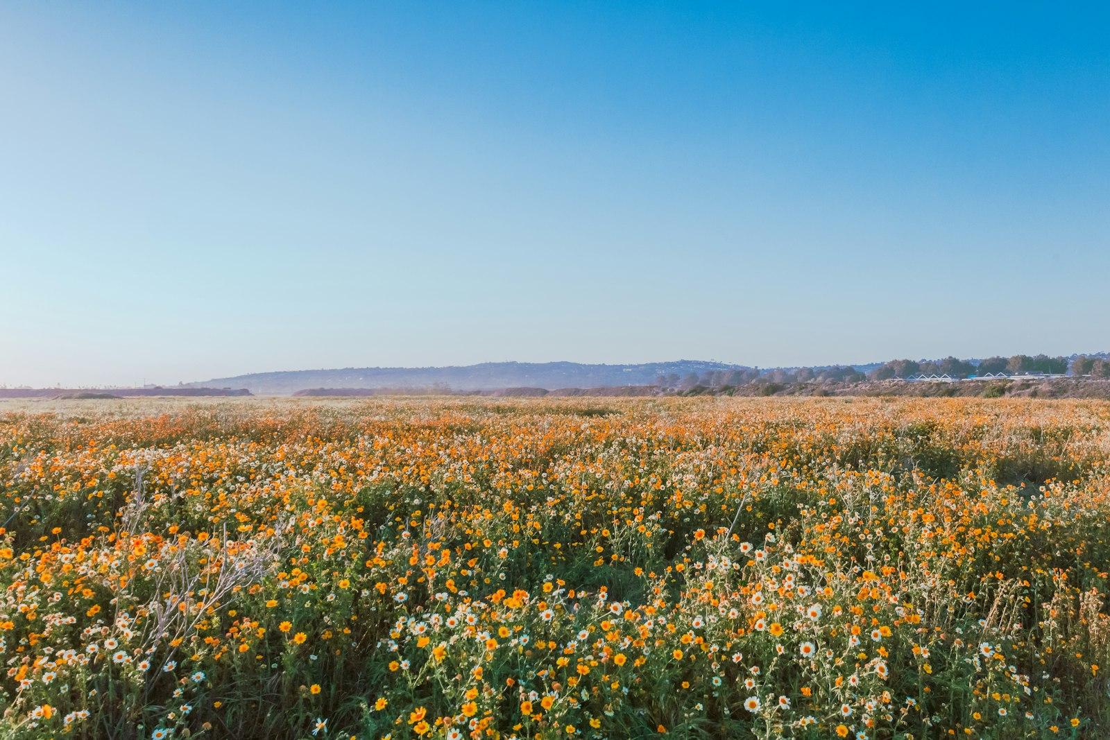 Yellow Flower Field Under Blue Sky During jigsaw puzzle preview