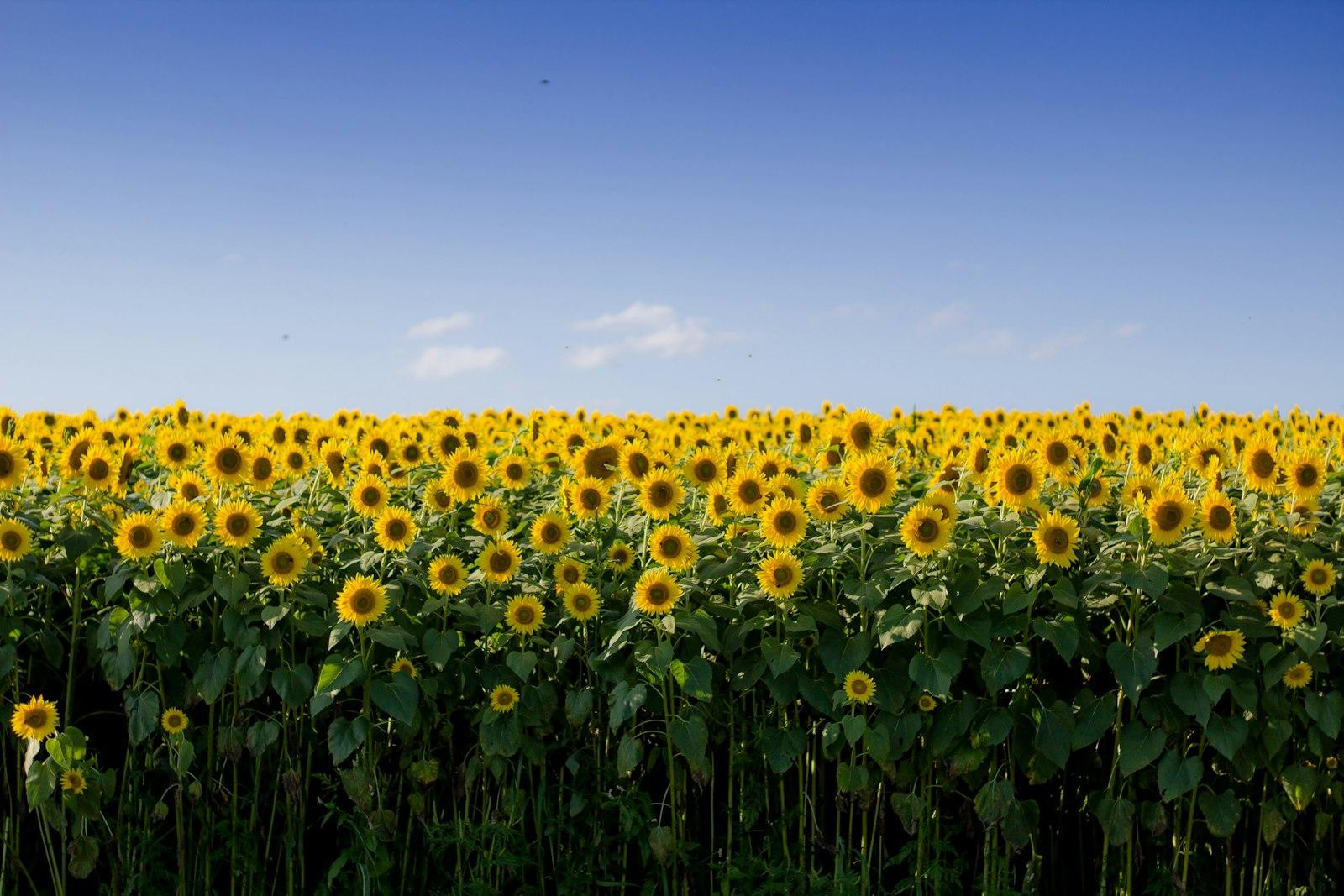 Yellow Sunflower Field Under Blue Sky jigsaw puzzle preview