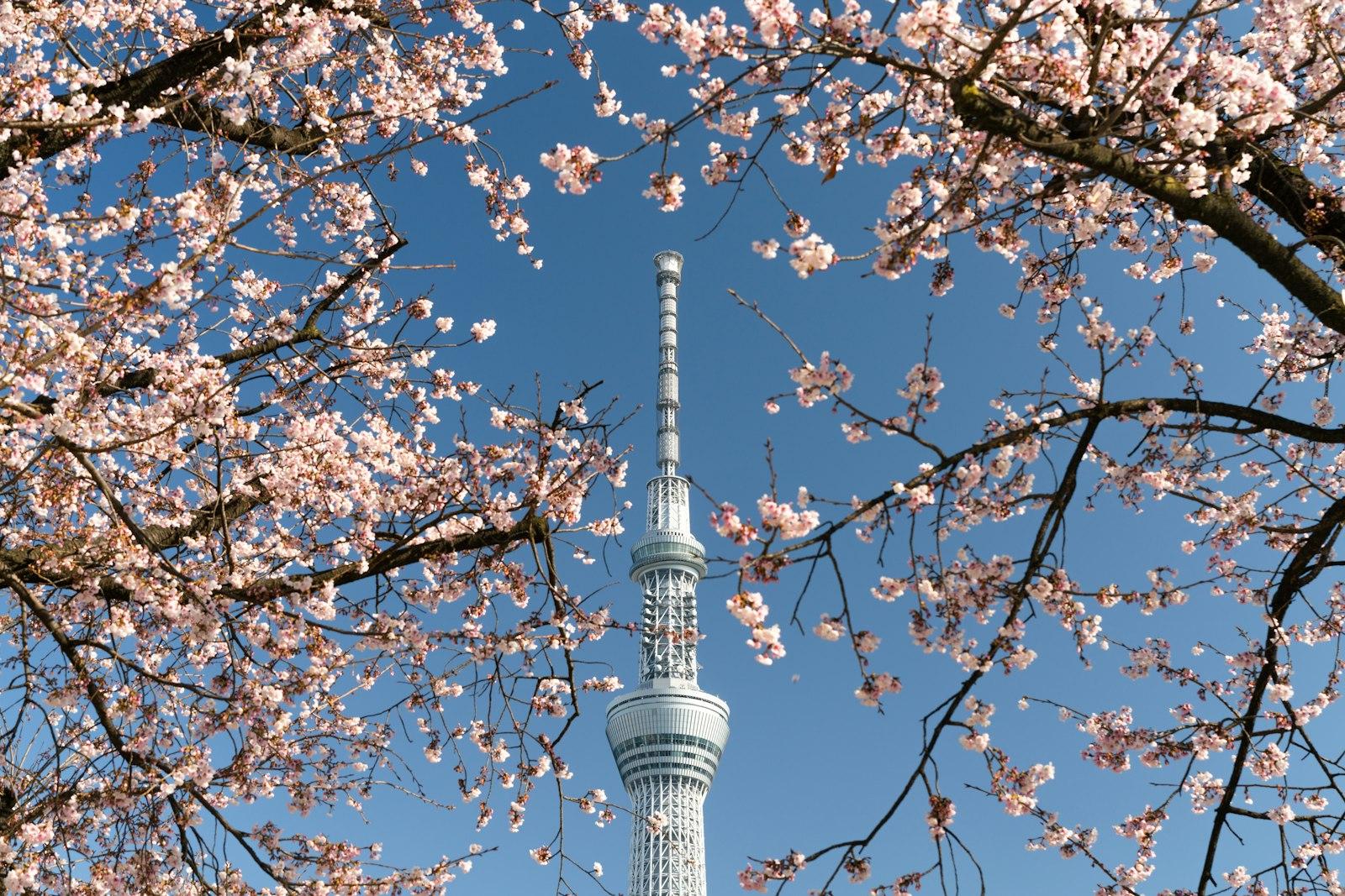 You Can Enjoy Tokyo Skytree Through Two Cherry Blo jigsaw puzzle preview