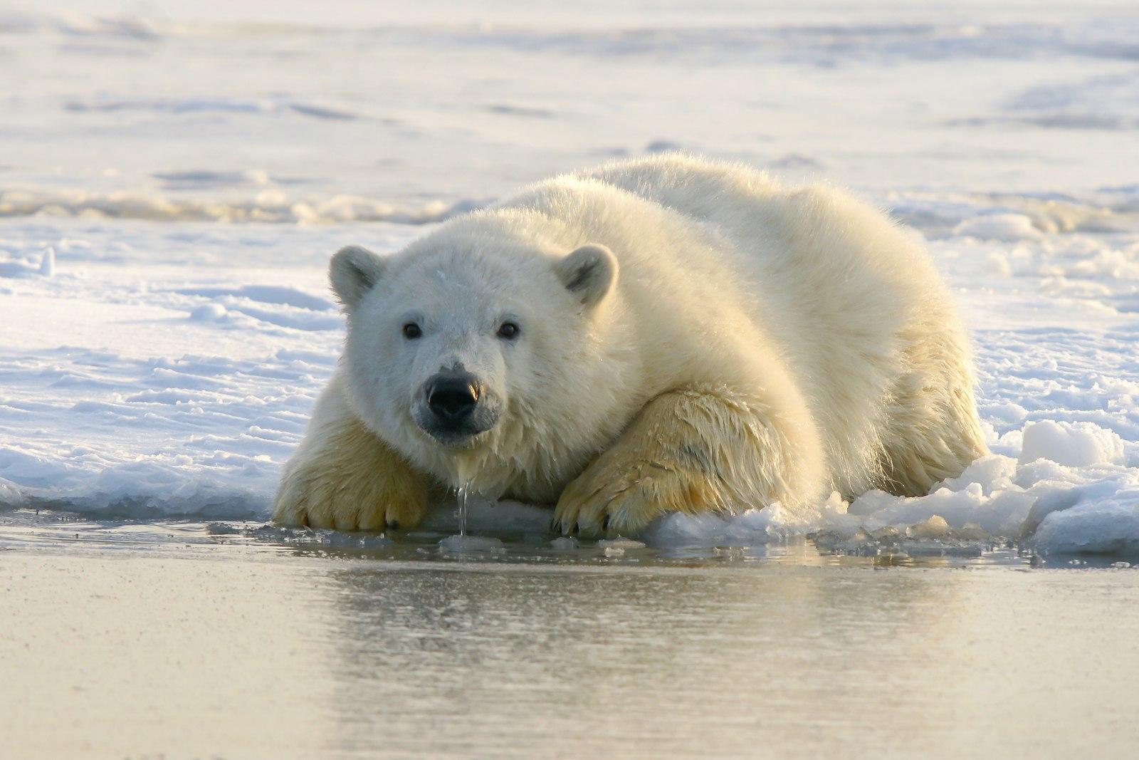 Young Polar Bear, Northern Alaska jigsaw puzzle preview