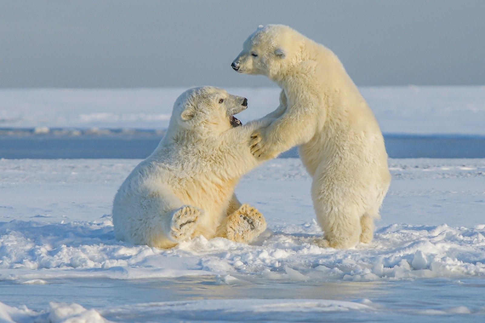 Young Polar Bears, Northern Alaska jigsaw puzzle preview