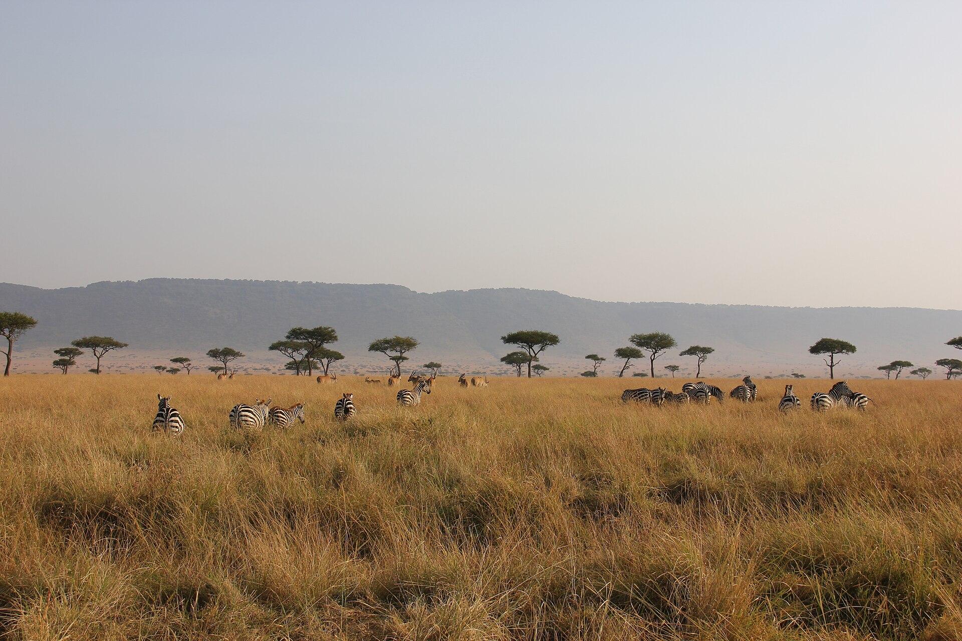 Zebra Herd jigsaw puzzle preview